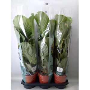 Calathea orbifolia