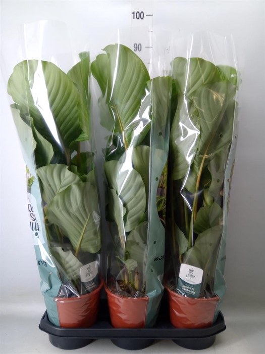 <h4>Calathea orbifolia</h4>