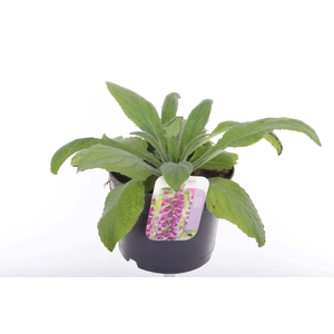 Digitalis purpurea William Purple