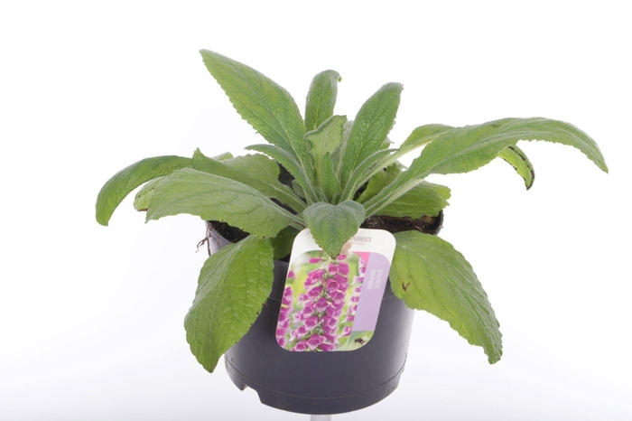 <h4>Digitalis purpurea William Purple</h4>