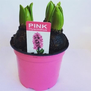 Hyacint Pink Pearl in gekleurde pot