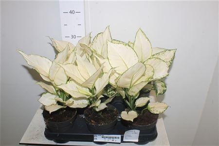 <h4>Aglao White Joy</h4>