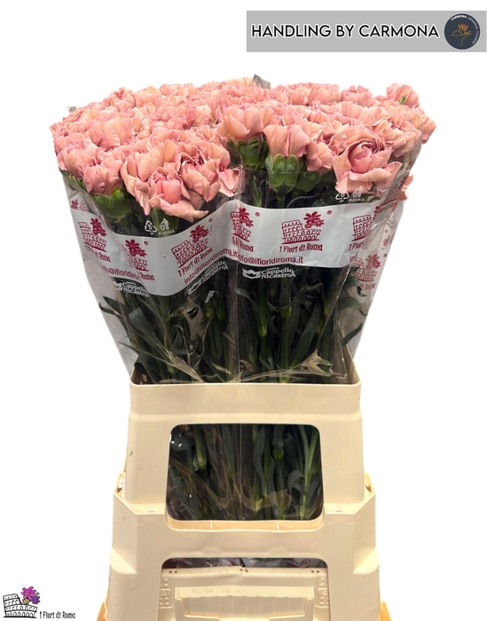 <h4>DI ST HAPPY CHERY</h4>