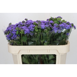 Ageratum Blue Horizon