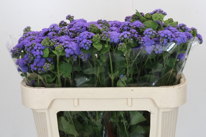 <h4>Ageratum Blue Horizon</h4>