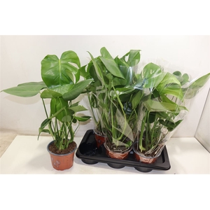 arr8 Monstera Deliciosa