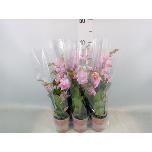 Phalaenopsis multi.   ...lilac
