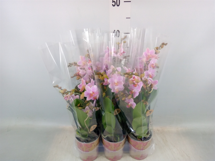 <h4>Phalaenopsis multi.   ...lilac</h4>