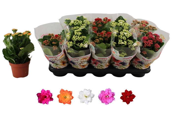 <h4>KAL GE RO GEM 5 KL</h4>