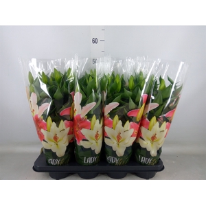 Lilium ori.  'After Eight'
