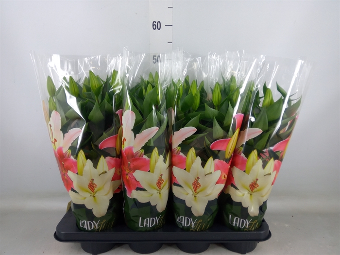<h4>Lilium ori.  'After Eight'</h4>