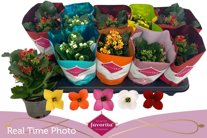 <h4>KAL EN GEM 5 KL</h4>