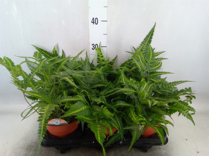 <h4>Arachniodes aristata 'Variegata'</h4>