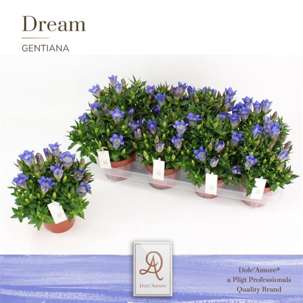 <h4>Gentiana Scabra RD Blauw P12 Dolc'Amore® Steeketiket</h4>