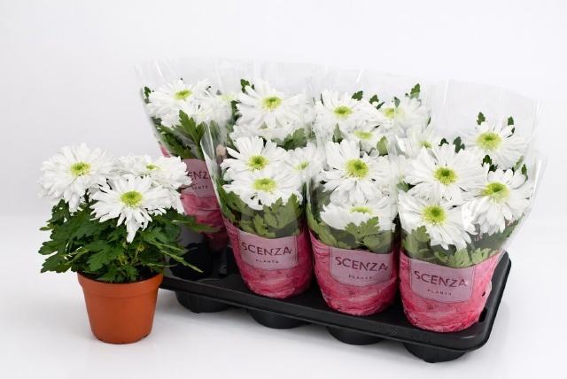 <h4>CHRYS SUPERNOVA RED</h4>