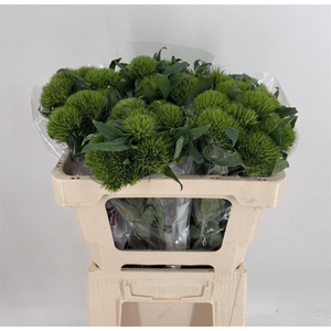 DIANTHUS BA GR KIWI MELLOW