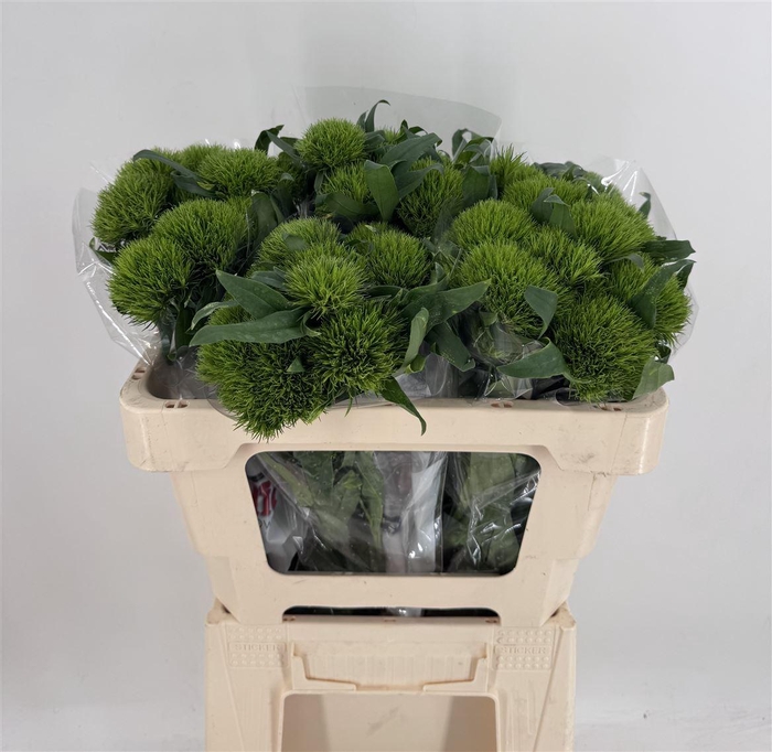 <h4>DIANTHUS BA GR KIWI MELLOW</h4>