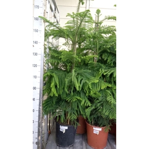 Araucaria heterophylla