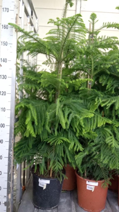 <h4>Araucaria heterophylla</h4>