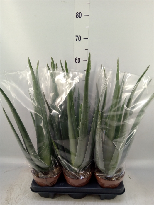 <h4>Aloe vera</h4>