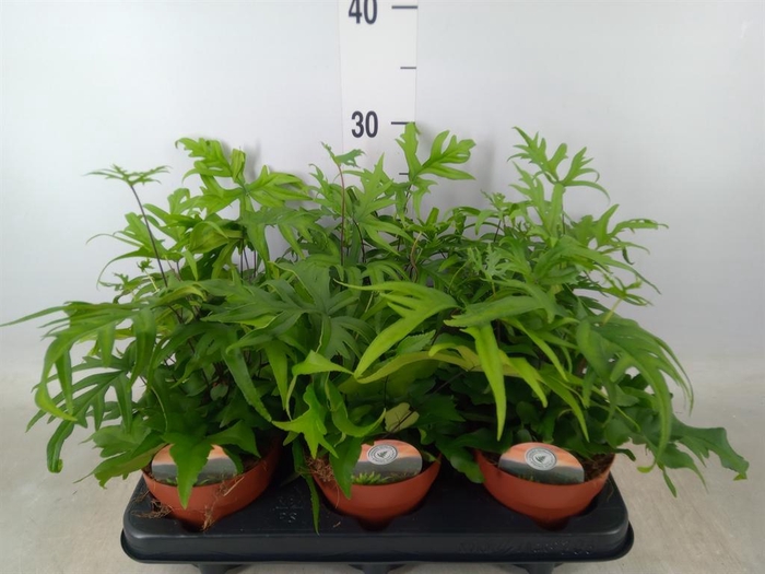 <h4>Doryopteris pedata</h4>