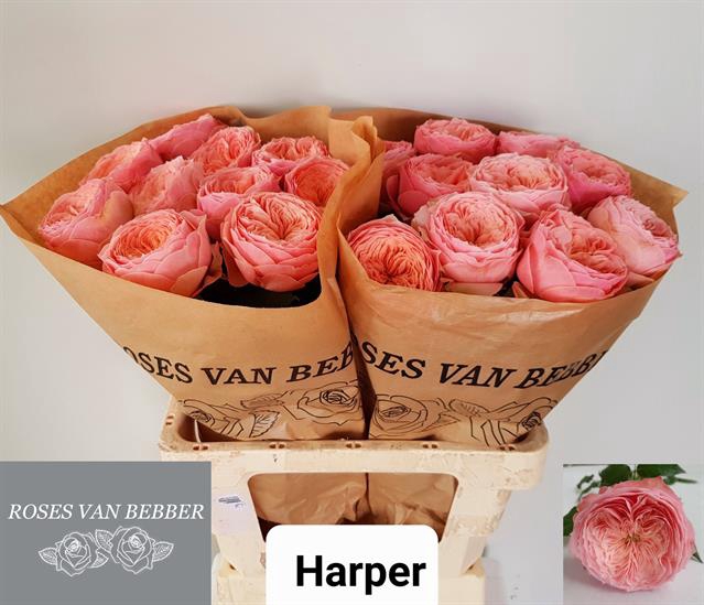 <h4>Rosa la garden harper!</h4>
