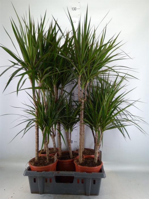 <h4>Dracaena marg.</h4>