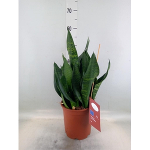 Sansevieria trifa. 'Black Coral'