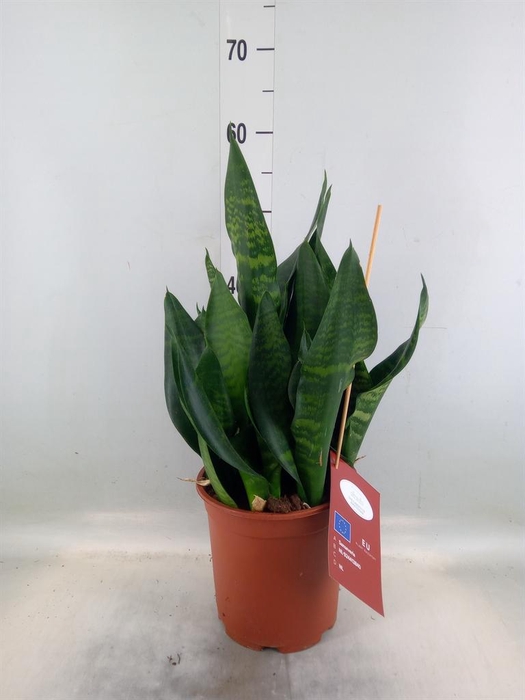 <h4>Sansevieria trifa. 'Black Coral'</h4>