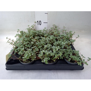 Pilea glaucophylla 'Greyzy'