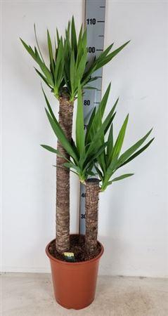 <h4>Yuc Elephantipes</h4>