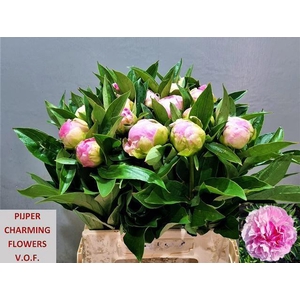 PAEO L PINK GIANT