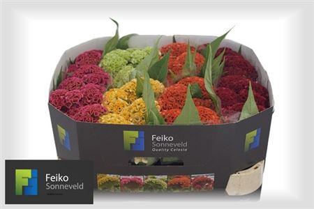 <h4>Celosia argentea (Crisgrp) Act gemengd in fust</h4>