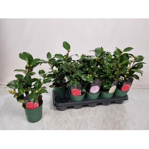 CAMELLIA JAPONICA