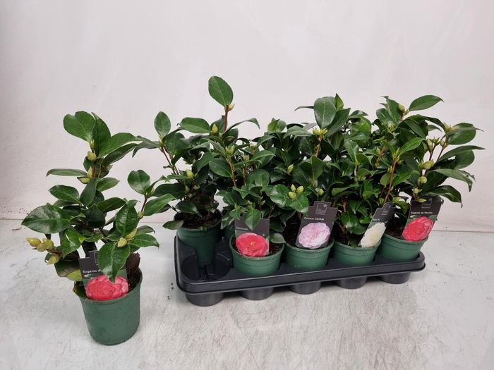 <h4>CAMELLIA JAPONICA</h4>