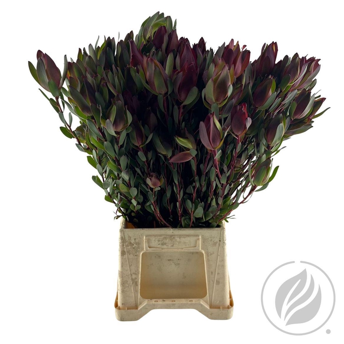 <h4>Leucad Laurel 50 Cm</h4>