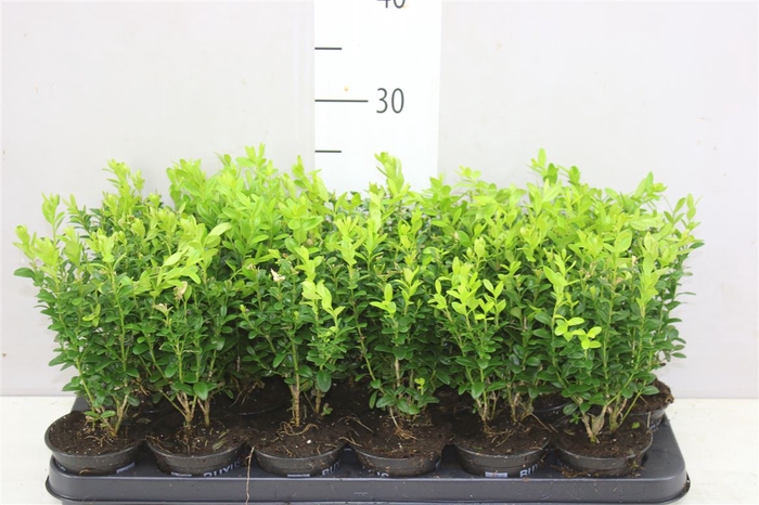 <h4>Buxus Semp Bosjes</h4>
