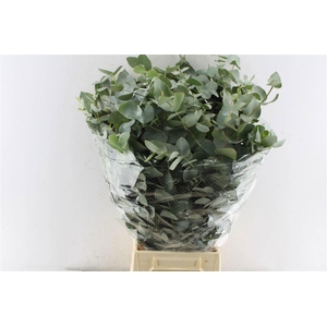 EUC CINEREA PER BOS