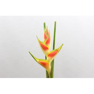 Heliconia Wagneriana Yellow