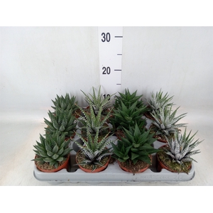Haworthia   ...mix
