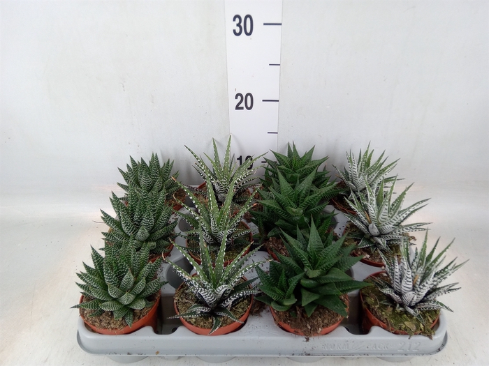 <h4>Haworthia   ...mix</h4>