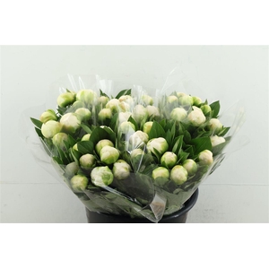 Paeo L Mme Cl Tain 40cm