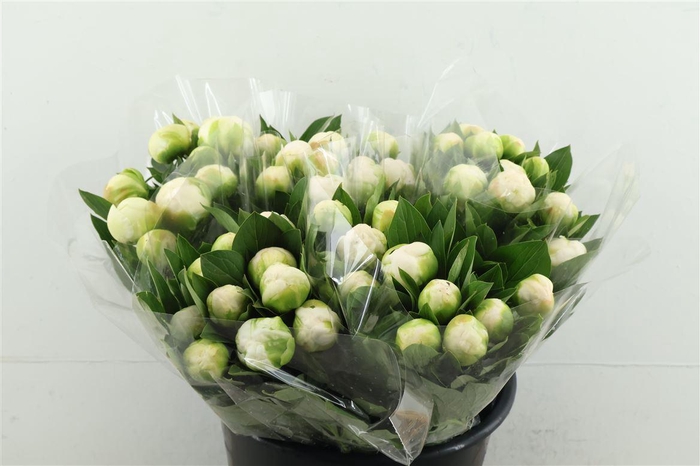 <h4>Paeo L Mme Cl Tain 40cm</h4>