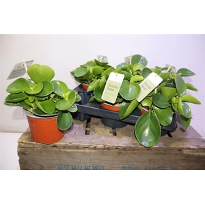 arr8 Pep Obt Green Gold