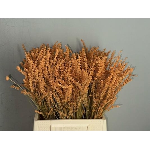 Pf Lavender Bs Apricot