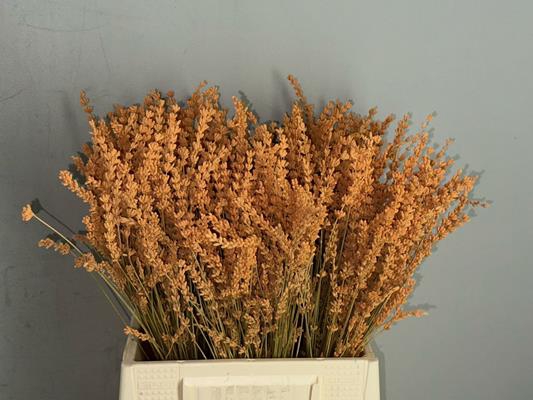<h4>Pf Lavender Bs Apricot</h4>