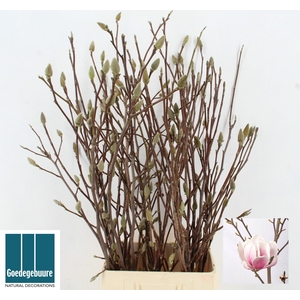 MAGNOLIA GRANDIFLORA