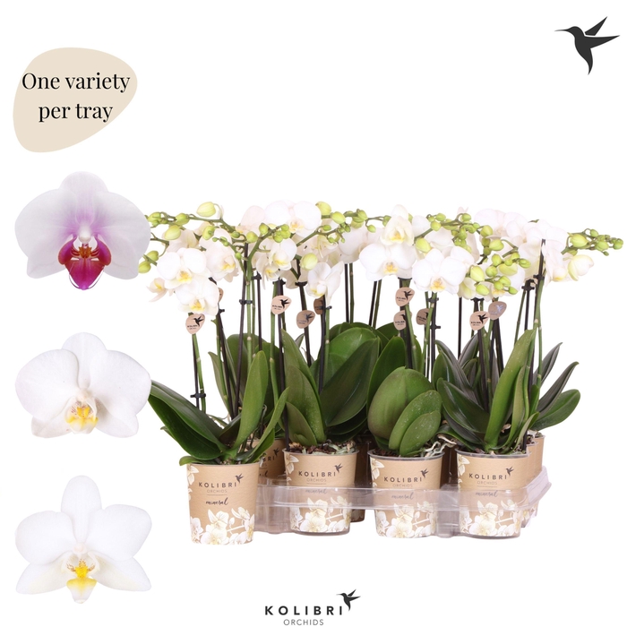 <h4>Kolibri Orchids Phalaenopsis Mineral white 2 spike</h4>