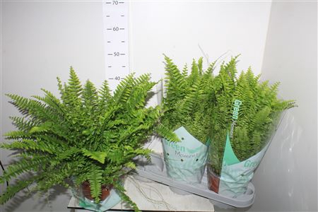 <h4>Nephr Ex Green Momen 17cm Pot</h4>