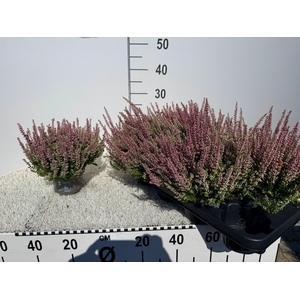 CALLU BL LAURA